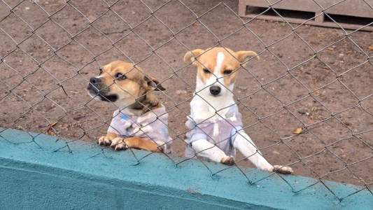 Rescataron a dos perros tras una denuncia por maltrato animal en Córdoba