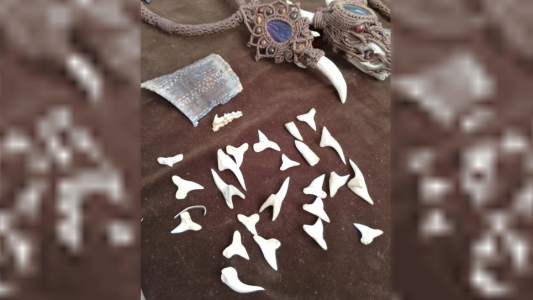 Incautaron artesanías ilegales realizadas con restos de fauna silvestre protegida