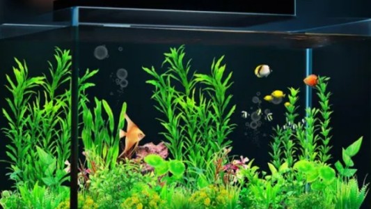Efecto streaming: ¿Cuánto cuesta tener peces en casa?