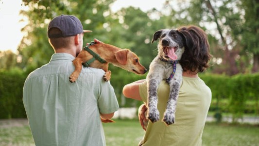 Justicia de Córdoba desestimó un acuerdo de cuidado de mascotas tras un divorcio