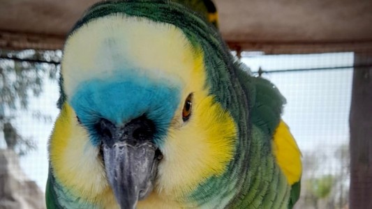 Policía Ambiental allanó una granja en Villa María y rescató 19 animales silvestres