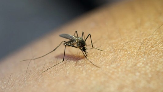Santa Fe y Córdoba fueron las provincias más afectadas por el dengue en la temporada 2024-2025
