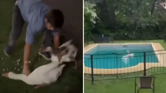 Un joven robó dos gansos de los Lagos de Palermo y ahora lo busca la Policía