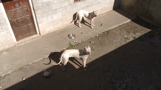 Investigan la muerte de una mujer en Río Ceballos: habría sido atacada por sus dogos