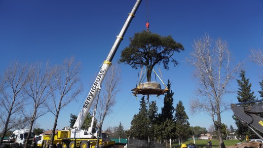 Villa Allende: El quebracho blanco sobrevive