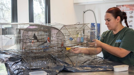 Nueva liberación de aves en Córdoba: 98 especies volvieron a su hábitat en 2025