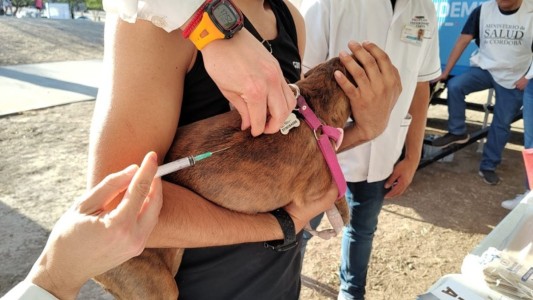 Comenzaron las jornadas de vacunación antirrábica para perros y gatos