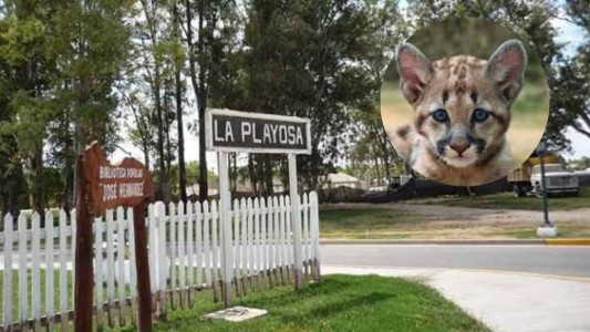 Detuvieron a un joven tras difundir en redes sociales el ataque a un cachorro de puma