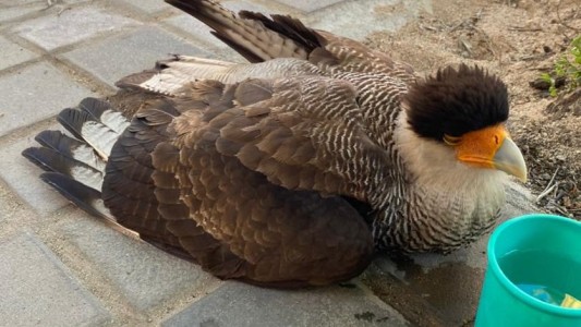 Rescataron a un carancho herido en barrio Centro
