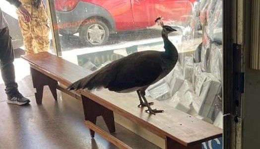 Un insólito visitante en el centro de Córdoba: rescatan a un pavo real suelto en plena ciudad