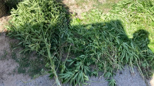 Villa Nuevo Progreso: detuvieron a una pareja y secuestraron más de 500 plantines de marihuana