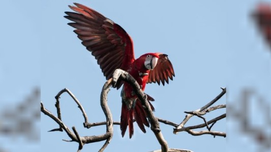 Indignación en Corrientes: mataron con una gomera al guacamayo rojo "Charrúa"