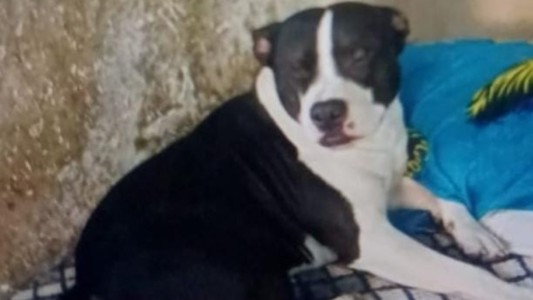 Adolescente de 16 años fue mordida por su perro pitbull