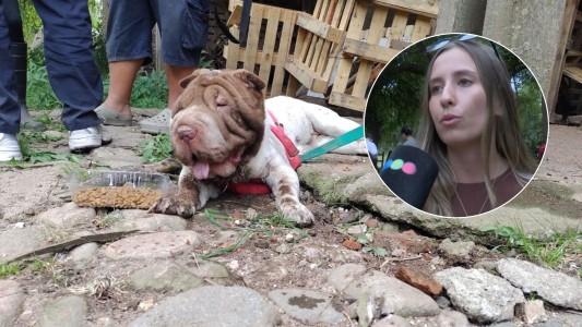 Rescatan más de 80 perros hacinados en un criadero clandestino en Guiñazú