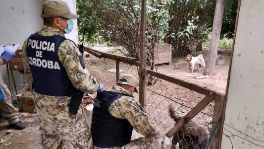 Rescatan 87 perros en condiciones de maltrato y abandono animal
