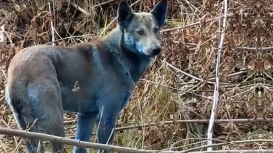 Aparecieron perros con pelo azul en Chernobyl