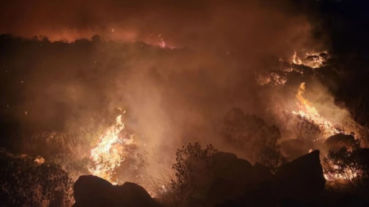 "Valor colectivo": la Justicia ordena recomponer un bosque incendiado aunque sea artificial