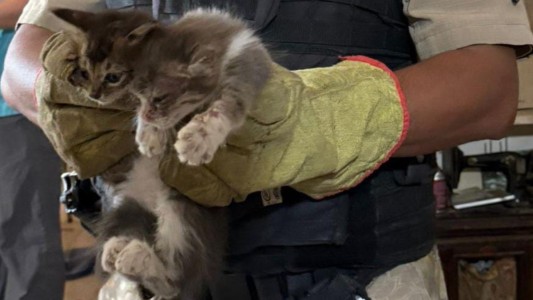 Rescatan más de 25 gatos en malas condiciones sanitarias