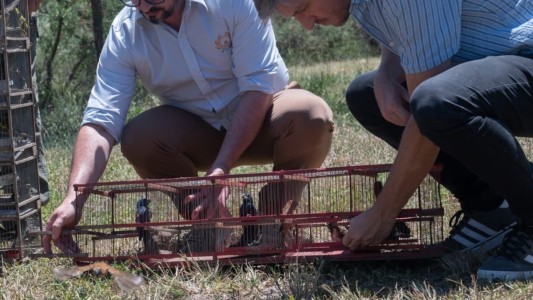Liberaron 40 aves y un gato montés en Altos de Chipión tras rehabilitación
