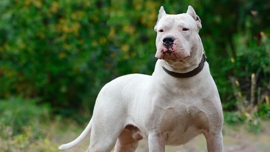 Una nena de 10 años fue mordida por un dogo y tuvo que recibir puntos de sutura