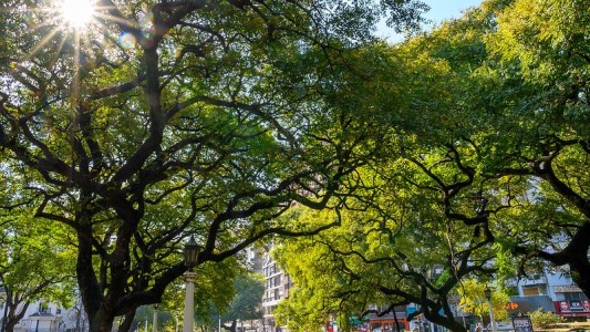 Día de la Ecología: ¿por qué los árboles son los verdaderos pulmones del planeta?