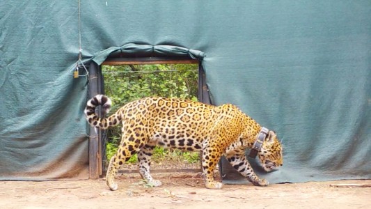 El Impenetrable: Desaparece Açaí, la última hembra de Yaguareté liberada