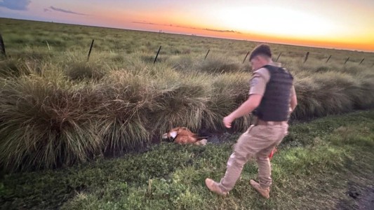 Policía Ambiental rescató un aguará guazú desnutrido al norte de Saira