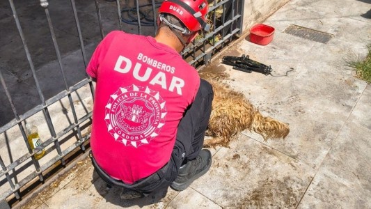 Bomberos rescataron a un perro que había quedado atrapado en una reja