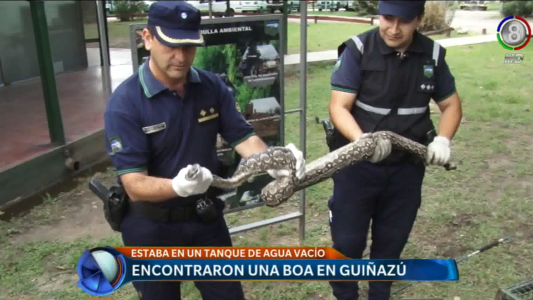 Boa gigante en barrio Giñazú.