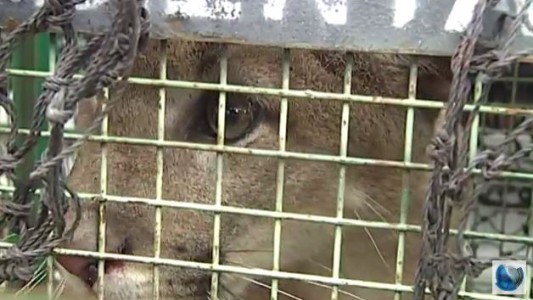 Atraparon a un puma suelto en barrio Ampliación Palmar
