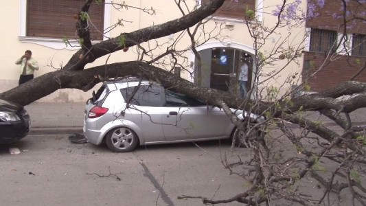Por el fuerte viento, cayó un Jacarandá encima de un Ford Ka