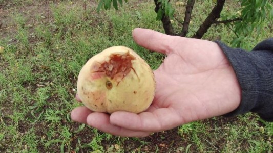 Colonia Caroya: Decretaron la emergencia productiva por la intensa pedrea en la zona