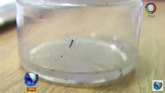 Primer caso de Dengue autóctono en Córdoba