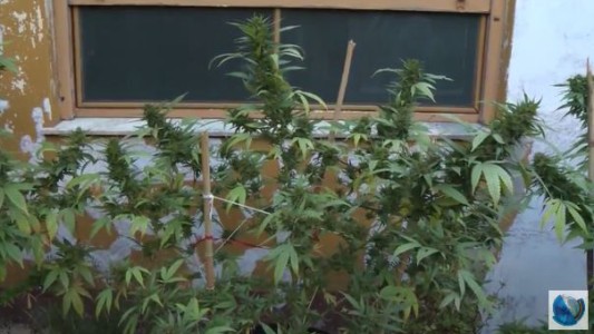 Avanza en el Congreso la autorización de la marihuana como remedio