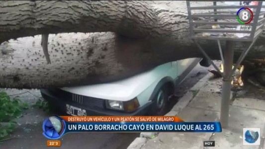 Un Fiat 147 quedó aplastado por un añejo árbol