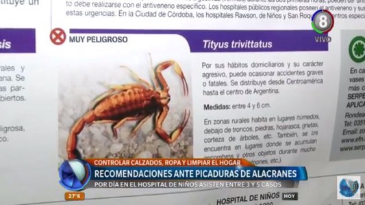 Recomendaciones ante picaduras de alacrán