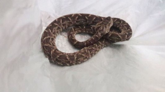 Una niña de 3 años fue mordida por una Yarará y debió ser hospitalizada.