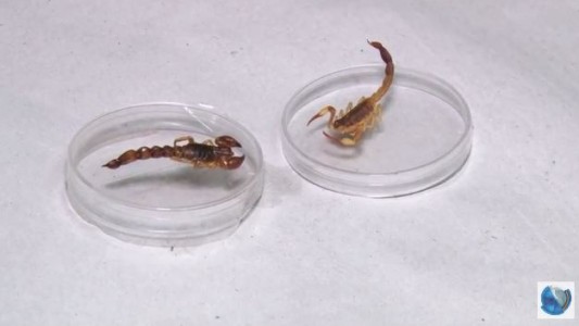 Se recupera un bebé de nueve meses que fue picado por un alacrán