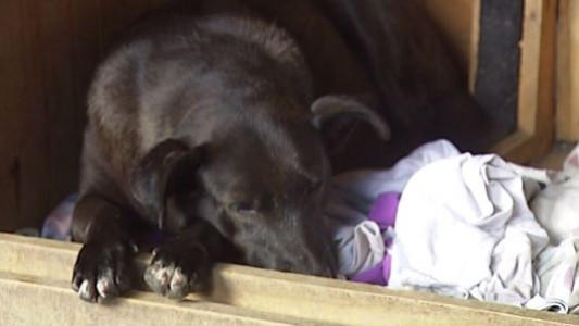 Denuncian masacre de perros en un refugio de barrio San Vicente