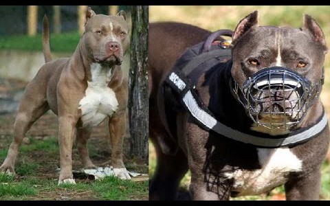 Un pitbull le arrancó el antebrazo a una mujer de 82 años