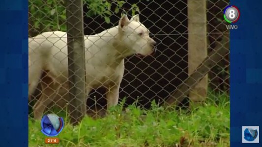 Cuidado con los "perros peligrosos"