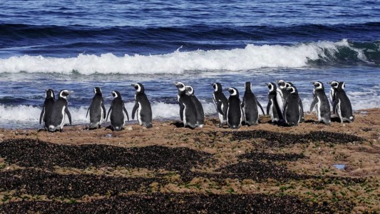 Nuevo streaming del CONICET para espiar la intimidad de los pingüinos en la Patagonia