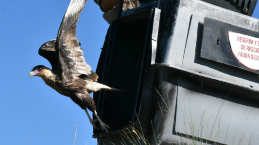 Liberaron once aves rescatadas del tráfico ilegal y el mascotismo