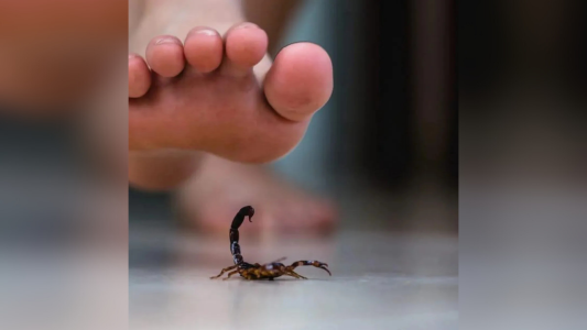 Picaduras peligrosas: cómo prevenir animales ponzoñosos y qué hacer ante una emergencia