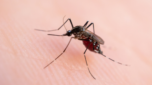 Cronograma de operativos contra el dengue: cinco barrios tendrán descacharreo esta semana