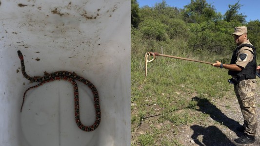 Encontraron una serpiente de coral en la cochera de una casa en barrio Parque República