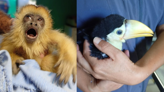 Operativos de Policía Ambiental rescataron fauna silvestre en Tala Huasi y James Craik