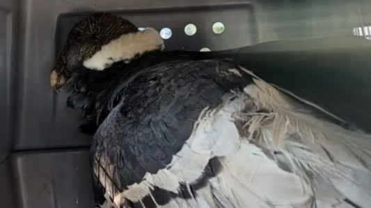 Rescate en Córdoba: un cóndor andino fue hallado en Achiras y ya se recupera