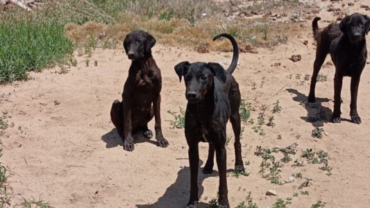 Villa del Prado: rescatan a tres perras por maltrato animal durante un allanamiento