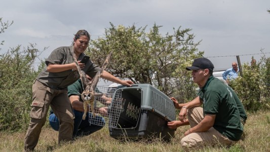 San Justo y Cosme: liberan más de 40 ejemplares de fauna silvestre rehabilitados